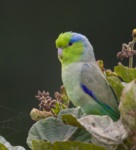 Pacific Parrotlet